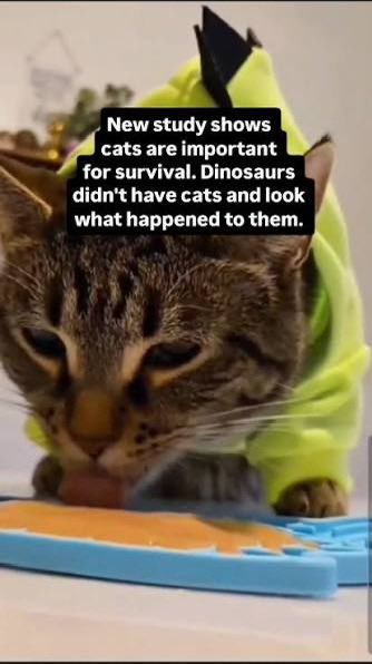 cats.jfif