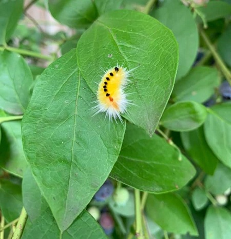 catypillarbluebr.jpg