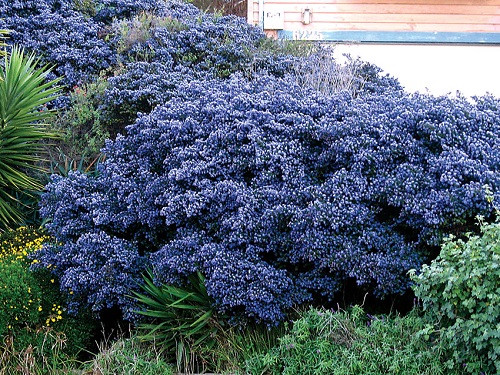 ceanothus_dark_star_02.jpg