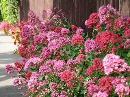 centranthus.jpg