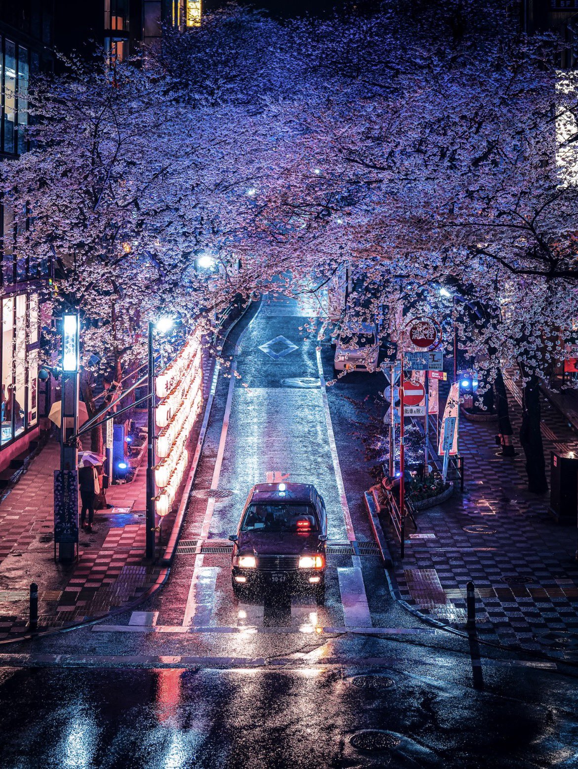 charryblossomdrive.jpg