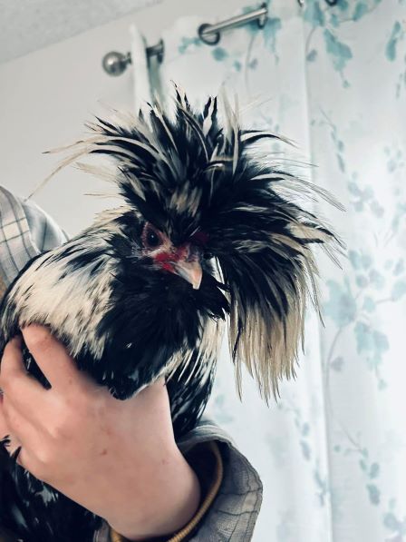 chickenaftershower.jpg