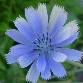 chicory3.jpg