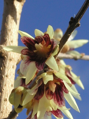 chimonanthus500.jpg