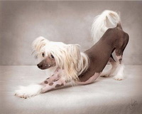 chinese_crested_hairless.jpg