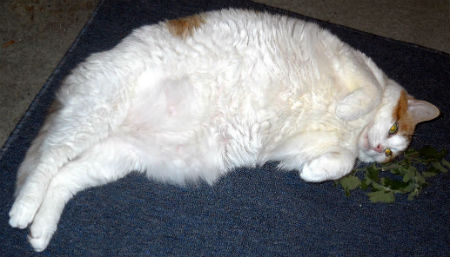 chubbycat.jpg