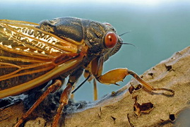 cicada2011.jpg