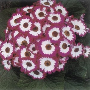 cineraria-1.jpg