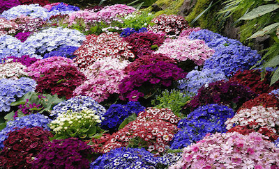 cineraria-4.jpg