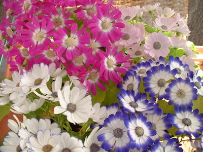 cineraria.jpg