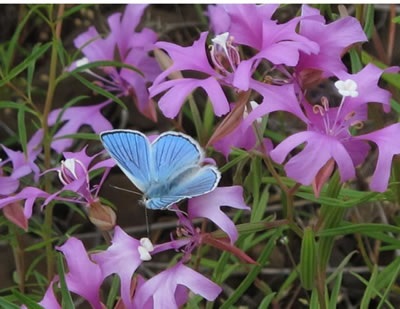 clarkia_pulchella_cl.jpg