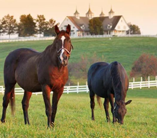 club-horses-050226.jpg