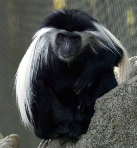 colobus_cocoAtlanta.jpg