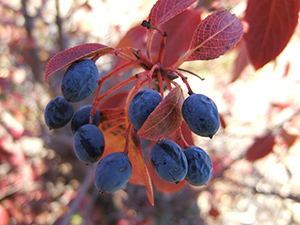 colorful-fruit-stalks-and-foliage-of-nannyberry-in-autumn.jpg