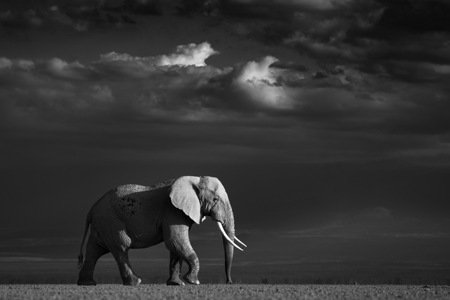 colossuselephant.jpg