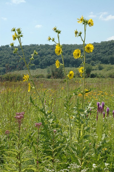 compass-plant_wi.jpg