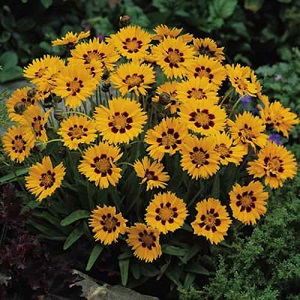 coreopsis-sunfire.jpeg