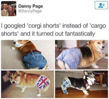 corgishorts.jpg