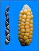 corn_history.jpg