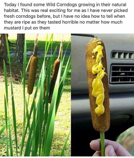 corndoggs.jpg