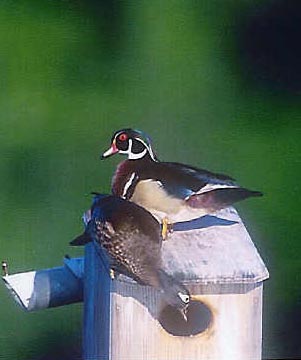 covesidewoodduck.jpg