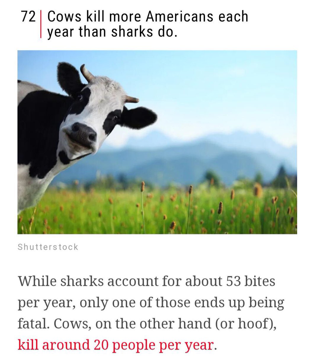 cows.jpg