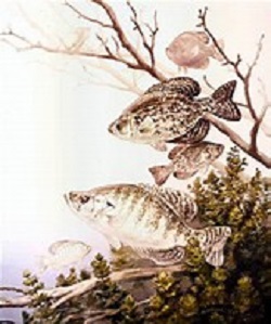 crappies.jpg