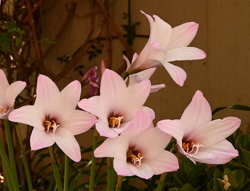 crinum1n.jpg