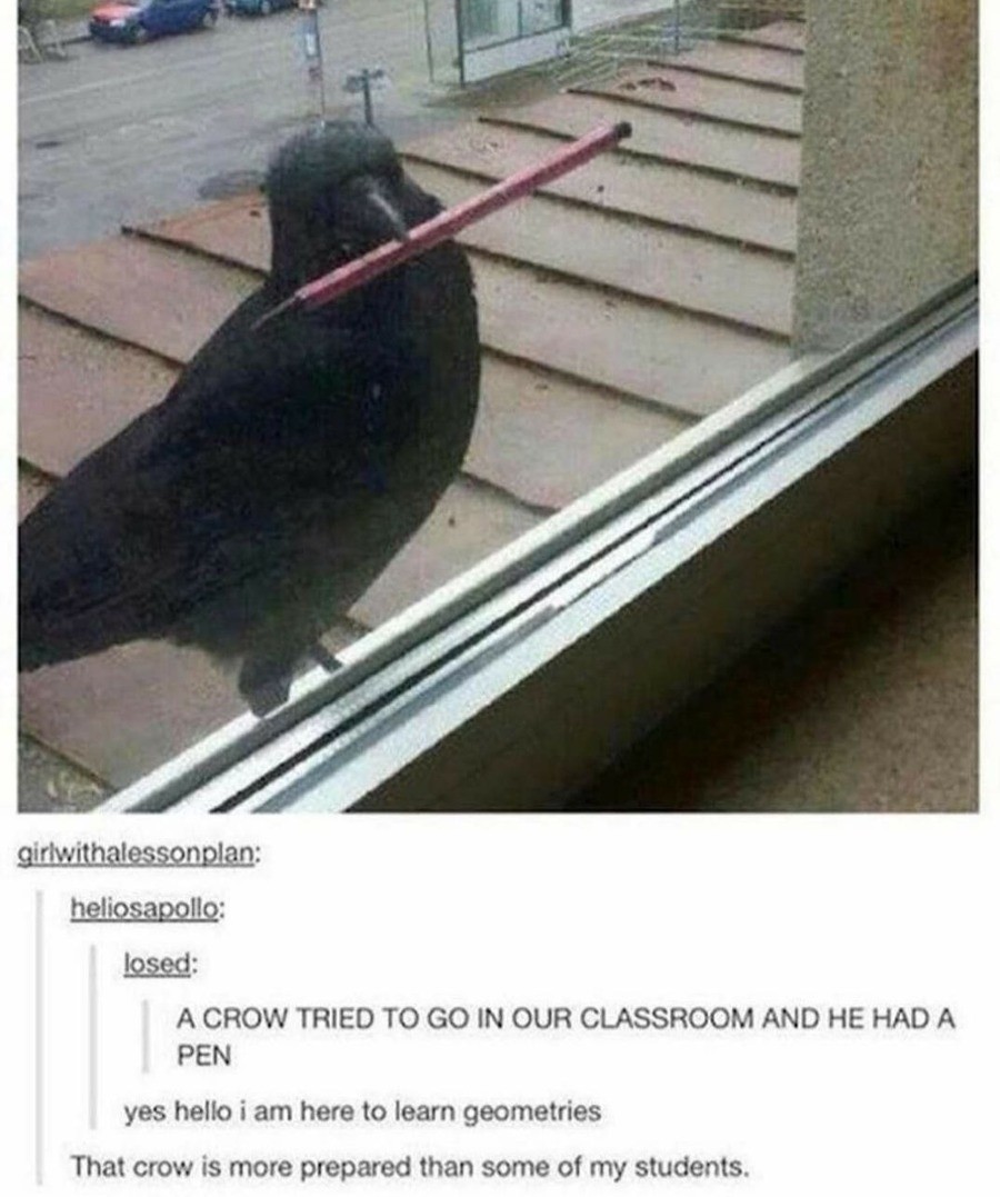 crow.jpg