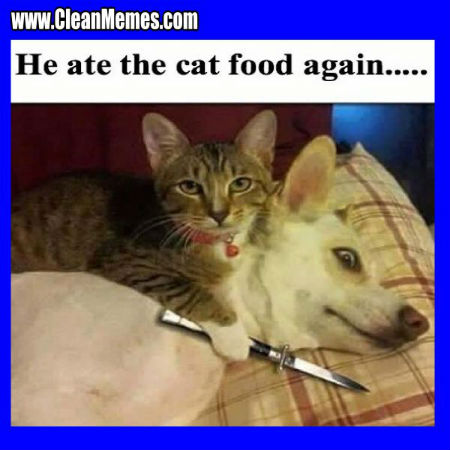 d590735f1cf3bb6d3e00b7f10ecd1fba--pet-memes-funny-cat-memes.jpg