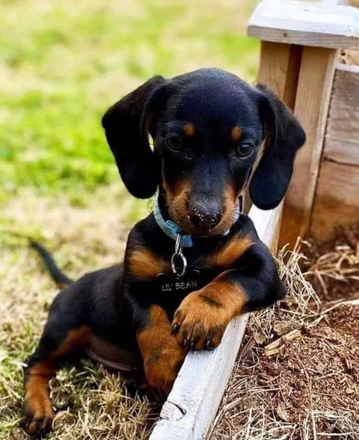 dachshundlounge.jpg