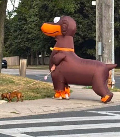 dachshundwalkingdachshund.jpg