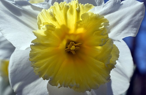 daff26185.jpg