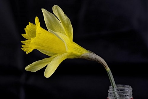 daffodil3-.jpg