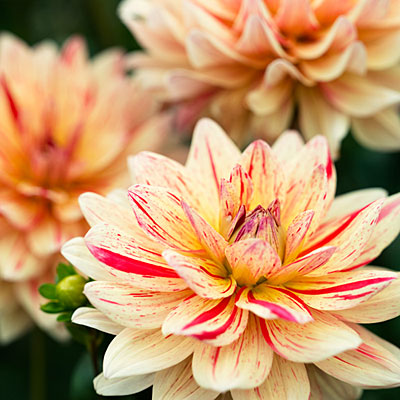 dahlia-awe-shucks-0413-m.jpg