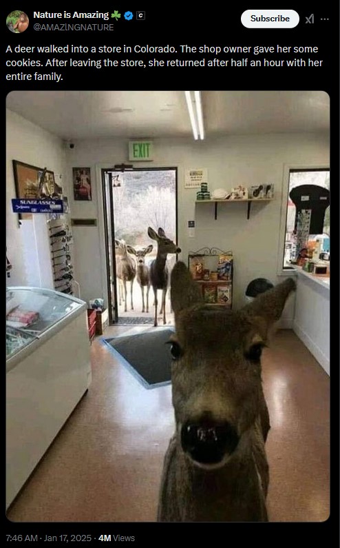 deerinthestore.jpg