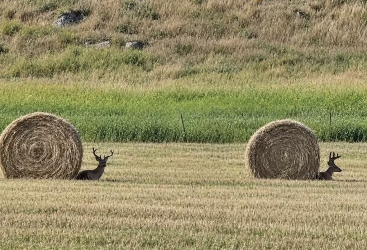 deersnails.jpg