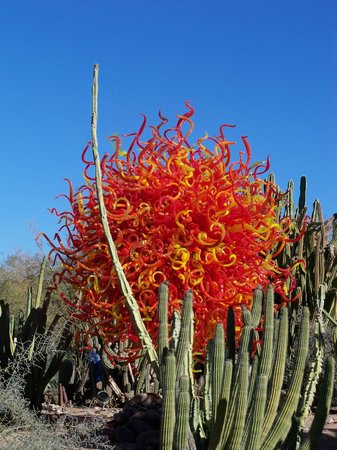 desert-botanical-garden.jpg