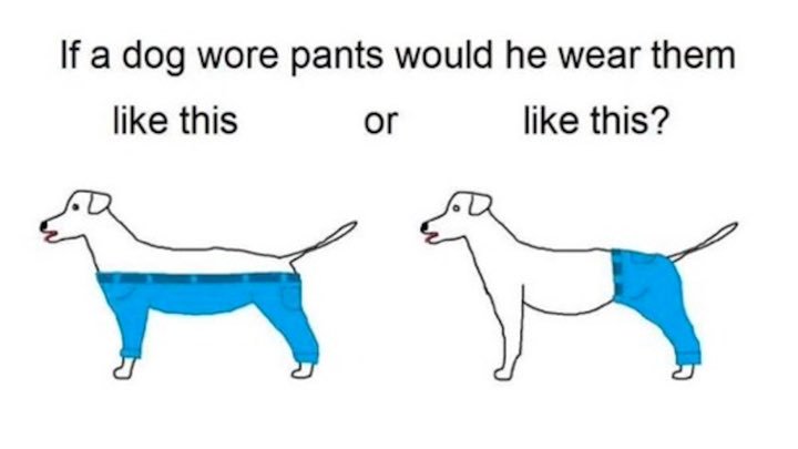 dog pants.jpg