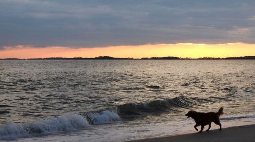 dog-on-the-sound-at-sunset-.jpg
