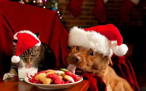 dogandcatxmas.jpg