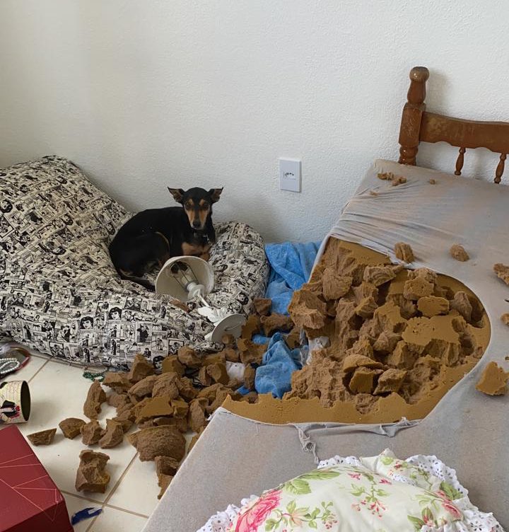 dogbeddisaster.jfif