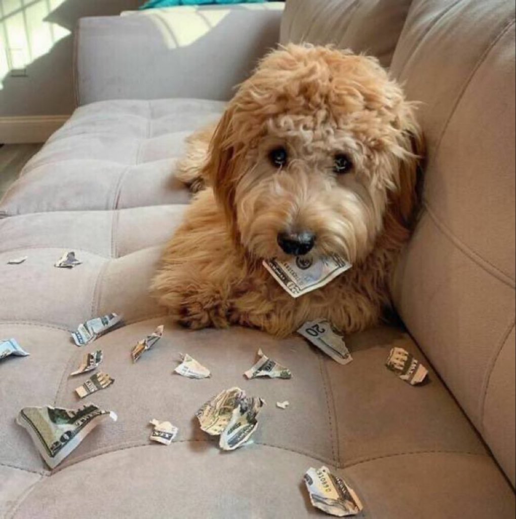 doggoandmoney.jpg