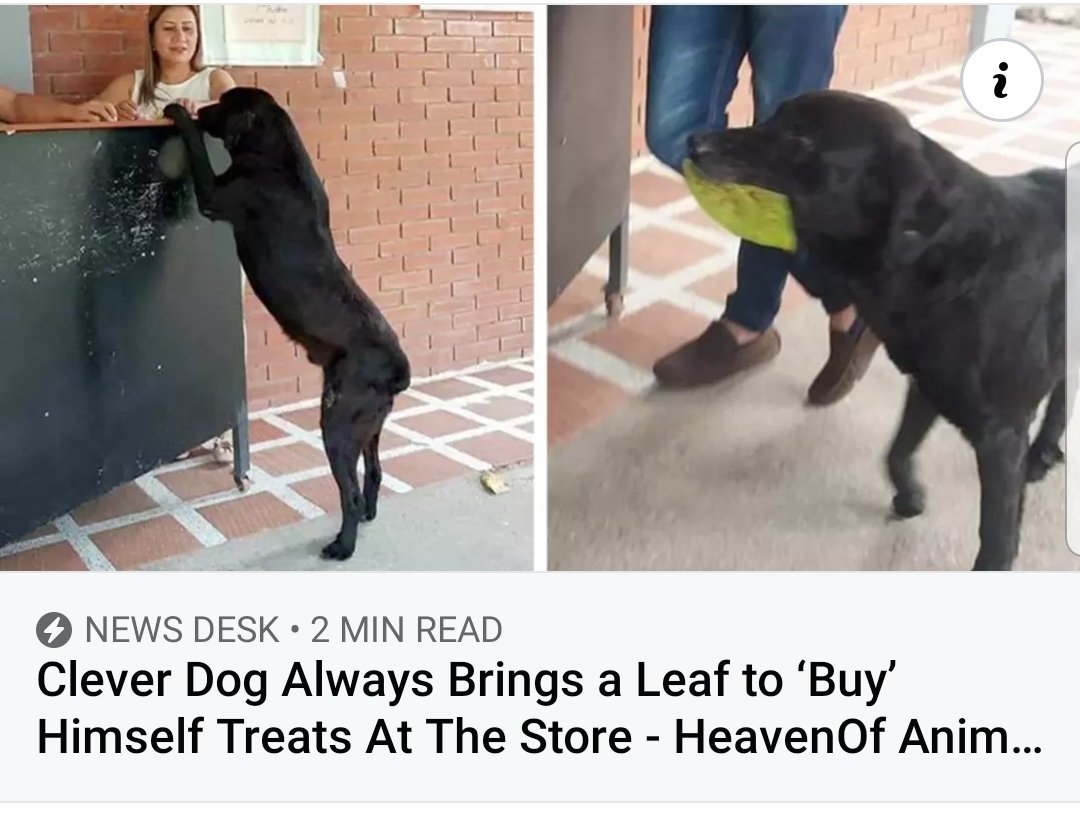 dogleaf.jpg