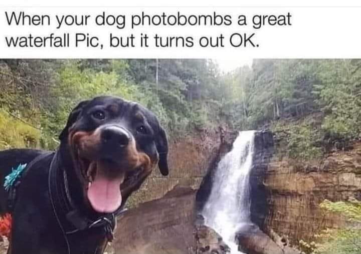 dogphotobomb.jpg