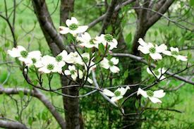 dogwoodtreespringflowers.jpg