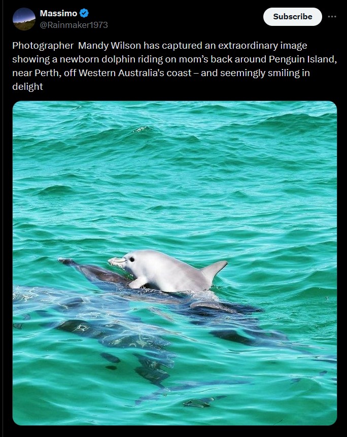 dolphinride.jpg