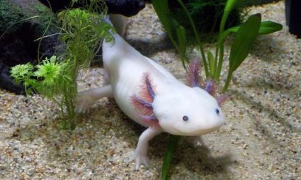 doof-Axolotl.jpg