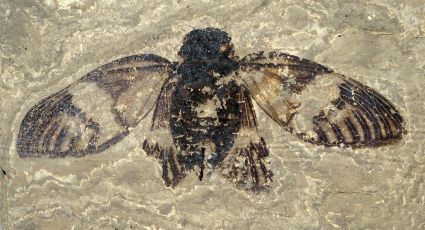 doof-Fossil-of-Female-Cicada.jpg