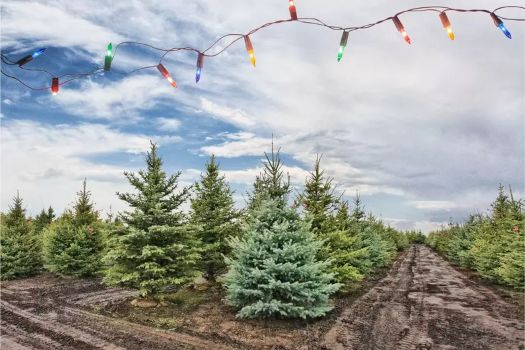 doof-christmas-tree-farm.jpg